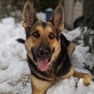 Meet your Posher, Tash